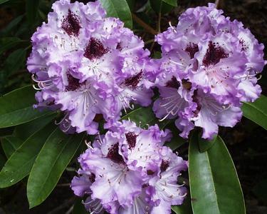 Rhododendron (Bildnachweis: Julia Freese)