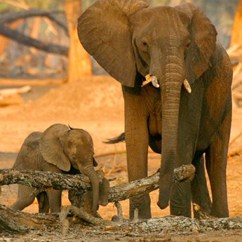 350--IMG_2046b-Afrikanische-Elefanten-_c_-Michael-Poliza-WWF.jpg