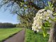 Bis zu fünf Wochen früher: Blüte 2024 auf der Streuobstwiese