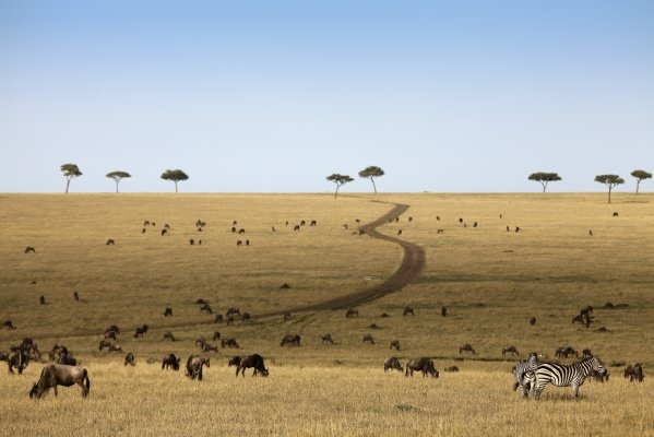Tansania_Serengeti-plain.jpg