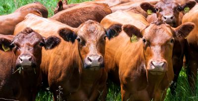 Harzer Höhenvieh beim Vieh- und Weidetag Buntenbock / (c) Steffen Henze