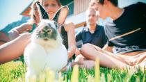 Außenhaltung von Kaninchen im Sommer