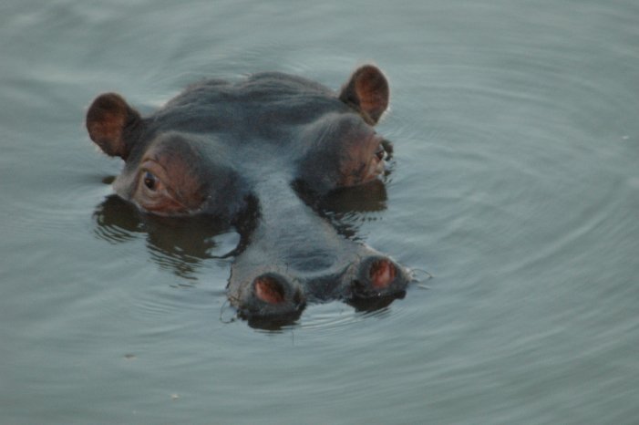 naturvison_AnimalImpact Hippo.jpg