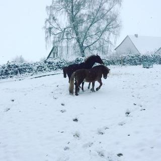 Auch für die letzten Schneetage in diesem Jahr, der Swiss Galoppers mit Spikes.