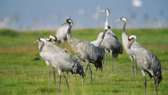 csm_Kraniche-beim-Rasten-auf-der-Insel-Ruegen-__-Cranes-resting-on-the-island-Ruegen_5ddd83b854.jpg