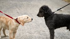 https://emmi-pet.de/blogs/emmi-pet/hundebegegnungen-meistern-wie-dein-hund-entspannt-an-der-leine-bleibt