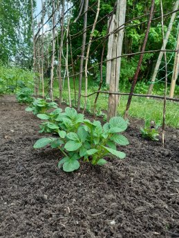 Patzer Erden_hochwertige Erde2.jpg