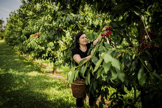 Endingen-Königschaffhausen_Kirschenhof ©  Jigal Fichtner_Schwarzwald Tourismus (4).jpg