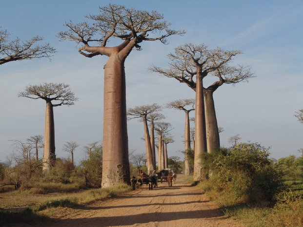 INDOZ_Madagaskar_Allee_der_Baobabas.jpeg