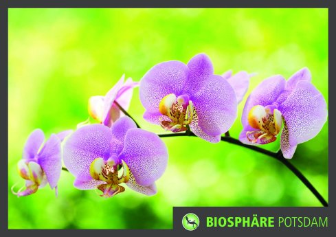 Orchideen_2014_Presse_01.jpg