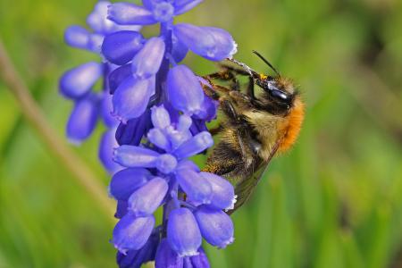 Ackerhummel, Bombus pascuorum © Hans-Jürgen Sessner