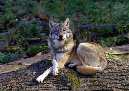 Tiermärchenfest Wolf, Foto: WisentgeheSpringe kleiner