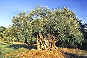 Olivenbaum[1].jpg