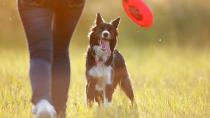 Wie viel Bewegung braucht mein Hund?