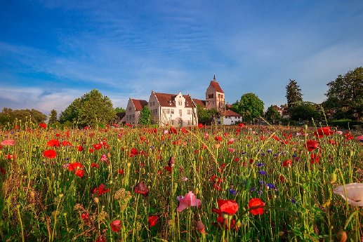 reichenau_392_mittel.jpg