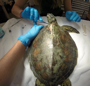 SeaWorld Orlando Caring for Green Sea Turtle.jpg