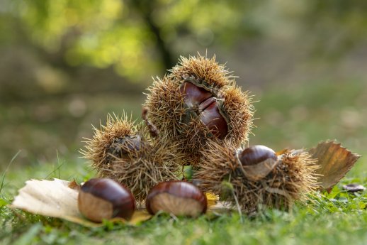 Selva Castanile Vezio-Copyright Ticino Turismo - Foto Luca Crivelli;-2.jpg