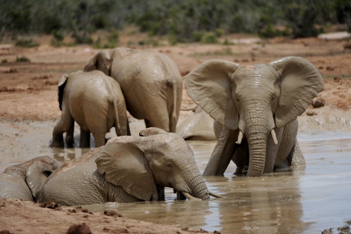 Elefanten beim Baden.jpg