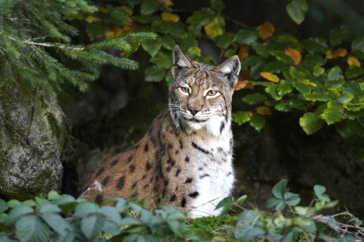 Luchs-Marcus-Bosch.jpg