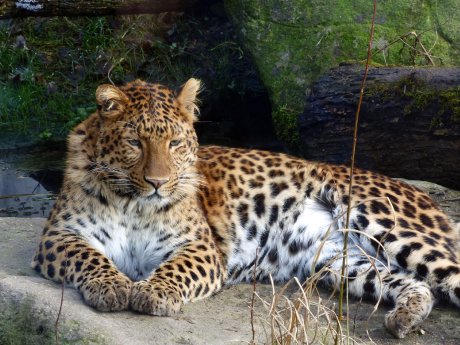 Chinesischer Leopard Julius_Hellabrunn_2014_Evy Schäfer-Löbl (1).jpg