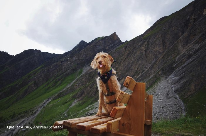 Wandern_mit_Hund.jpg