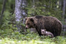 Foto: Daniel Spohn / Natur im Fokus