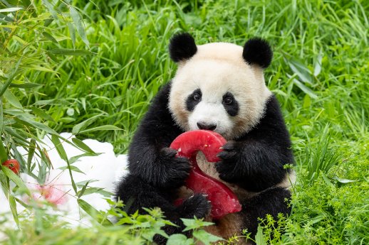 Panda Paule freut sich über den gefrorenen Rote Beete Saft_Zoo Berlin .jpg