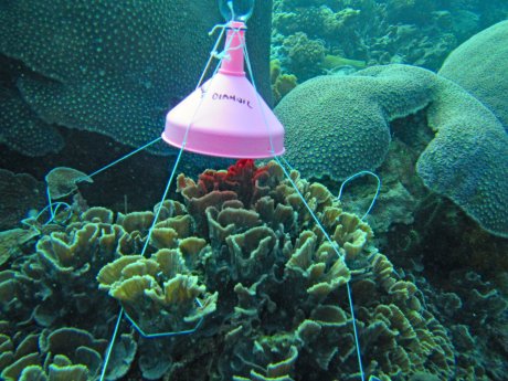 Haushaltstricher-und-PET-Flasche-fuer-die-Korallenrestauration.jpg