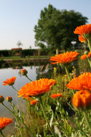 weleda_calendula.jpg