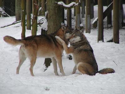Wildpark MV, Wölfe im Schnee
