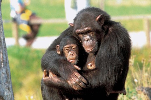schimpansenmutter mit baby im arm.JPG