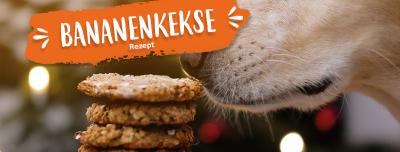 Rezept: schnelle & leckere Bananenkekse aus 2 Zutaten für deinen Hund