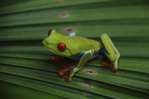 Rotaugenlaubfrosch_c_Karawane.jpg