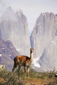 suedamerika-chile-patagonien-torres-del-paine-nationalpark-landschaft-tiere-guanaco (3)-min.JPG
