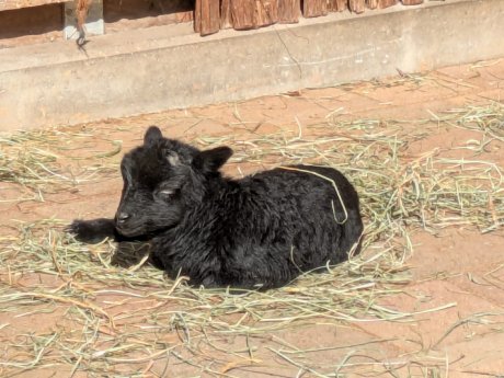 Jungtier Ouessantschaf_(c) Konstantin Ruske.jpeg