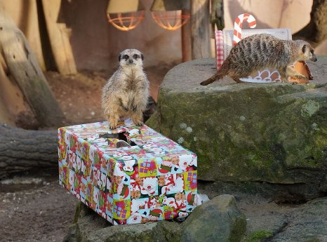 Erdmaennchen auf einem Weihnachtsgeschenk_Erlebnis-Zoo Hannover.jpg