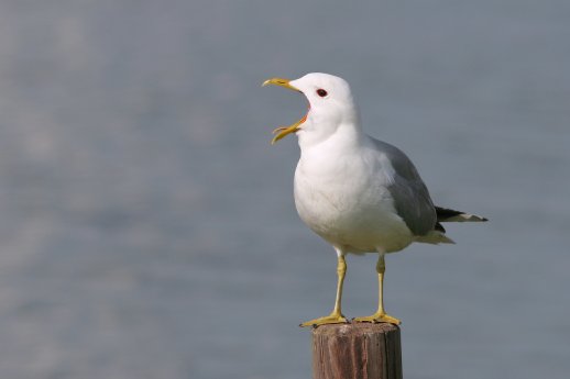 Sturmmöwe_Augustgroden_20-05-2014_Thorsten Krüger_IMG_0150_b.jpg