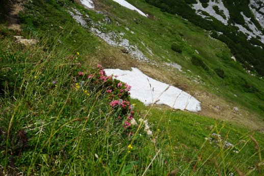 Bergwiesen und Schneereste im NSG Geigelstein-©Chiemsee-Alpenland Tourismus.jpg