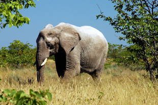 Afrikanischer Elefant (Loxodonta africana).jpg