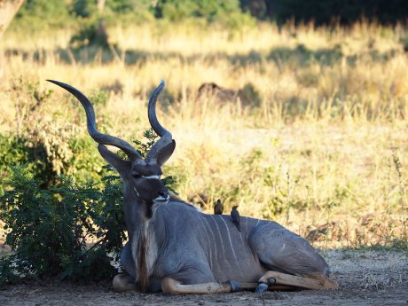 Sambia Lower Zambezi Kudu Antilope P6180779 ©HB-Karawane.JPG