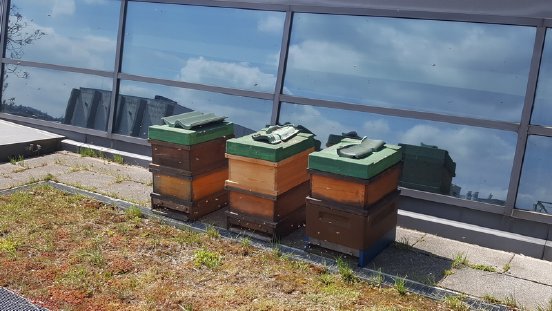 Bienenverkehr_PI.jpg