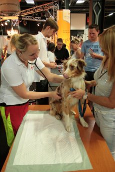 hundundkatze Niederrhein 2.jpg