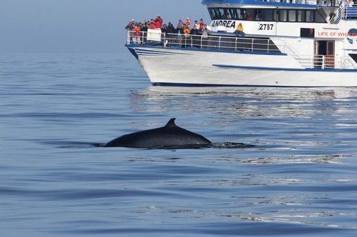 04-Whale-Watching-Iceland.jpg