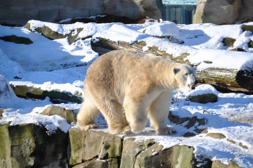Eisbär Lloyd im Schnee zoo am meer.JPG