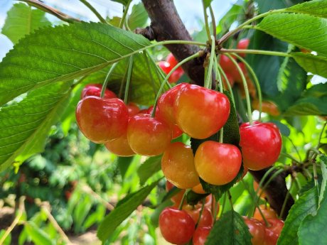 Artevos_Süßkirsche_Papillon®_‘Pilango‘-s-_Früchte.jpg
