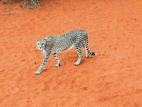 bagatelle-gepard-namibia.jpg