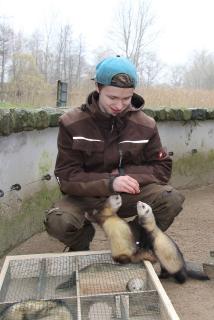 Ein Futter-Labyrinth für Frettchen / Foto: Wildpark-MV