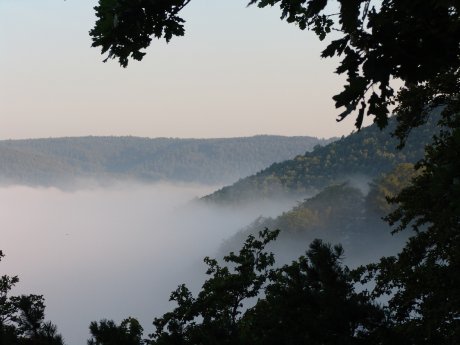 Das Buchenmeer im Nebel.JPG