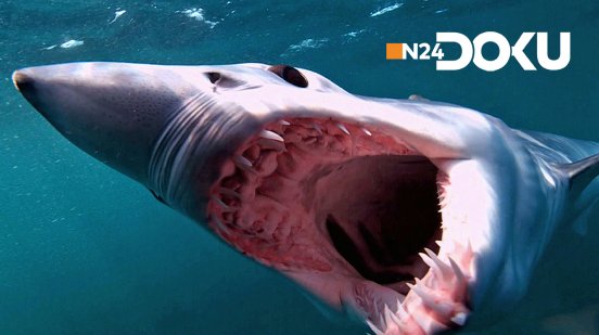 N24 Doku_Die Welt der Haie.jpg