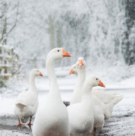 Gänse im Schnee.jpg
